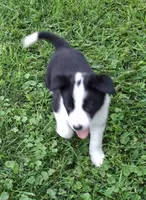 Ivy, a female Border Collie for sale in Prairie Du Chien, WI – 2 of 5