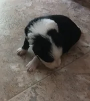 Fly, a male Border Collie for sale in Prairie du Chien, WI – 3 of 3