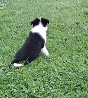 Ivy, a female Border Collie for sale in Prairie Du Chien, WI – 3 of 5