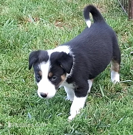Fynn – Border Collie puppy for sale in Prairie Du Chien, WI