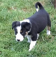 Fynn, a male Border Collie for sale in Prairie Du Chien, WI – 1 of 7