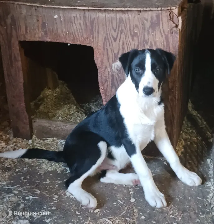 Dash – Border Collie puppy for sale in Prairie du Chien, WI