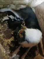 Fynn, a male Border Collie for sale in Prairie Du Chien, WI – 7 of 7