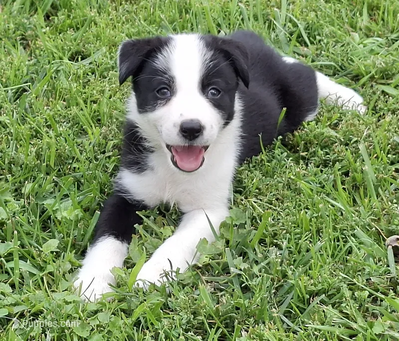 Angel – Border Collie puppy for sale in Prairie Du Chien, WI