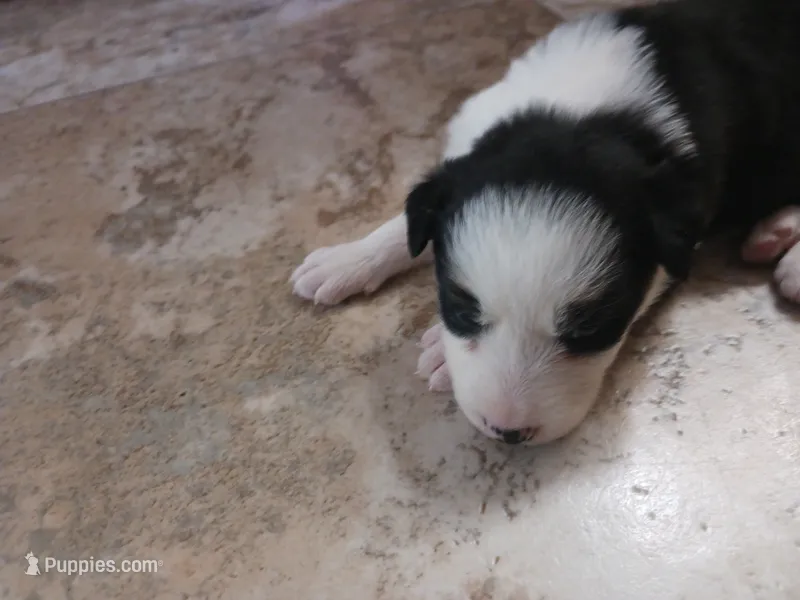 Luna – Border Collie puppy for sale in Prairie du Chien, WI