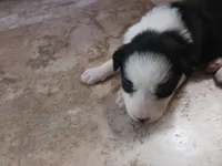 Luna, a female Border Collie for sale in Prairie du Chien, WI – 1 of 5
