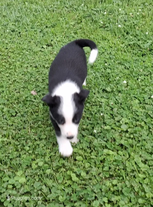 Angel – Border Collie puppy for sale in Prairie Du Chien, WI