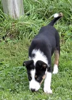 Fynn, a male Border Collie for sale in Prairie Du Chien, WI – 2 of 7