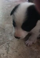 Angel, a female Border Collie for sale in Prairie du Chien, WI – 3 of 4