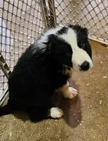 Jake, a male Border Collie for sale in Prairie du Chien, WI – Photo 2 of 3