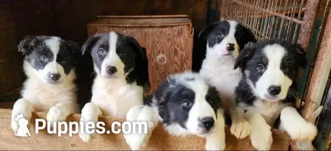 Jake, a male Border Collie for sale in Prairie du Chien, WI – 5 of 5