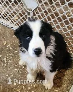 Jake, a male Border Collie for sale in Prairie du Chien, WI – Photo 1 of 3