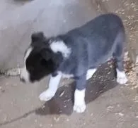 Ace, a male Border Collie for sale in Prairie du Chien, WI – Photo 4 of 10