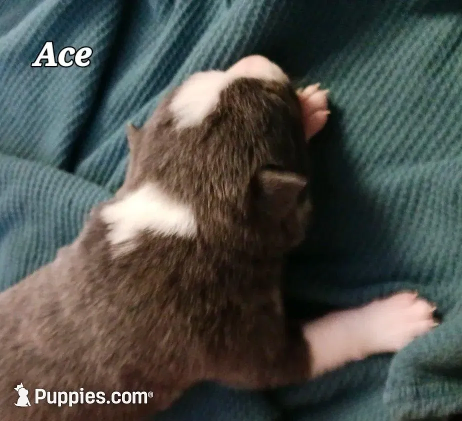 Ace, a male Border Collie for sale in Prairie du Chien, WI – Photo 8 of 10