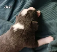 Ace, a male Border Collie for sale in Prairie du Chien, WI – Photo 1 of 2