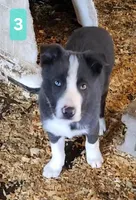 Ace, a male Border Collie for sale in Prairie du Chien, WI – Photo 1 of 6