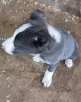 Ace, a male Border Collie for sale in Prairie du Chien, WI – Photo 3 of 10