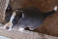 Ace, a male Border Collie for sale in Prairie du Chien, WI – Photo 5 of 10