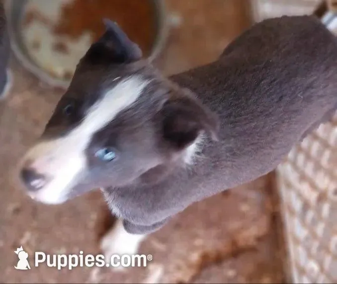 Ace, a male Border Collie for sale in Prairie du Chien, WI – Photo 6 of 10