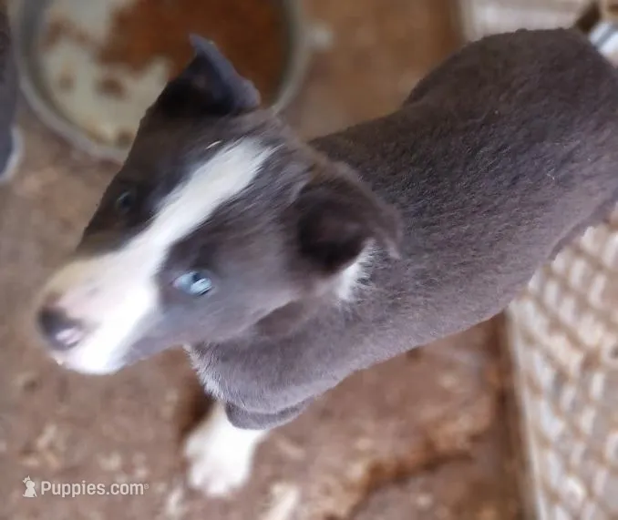 Ace – Border Collie puppy for sale in Prairie du Chien, WI