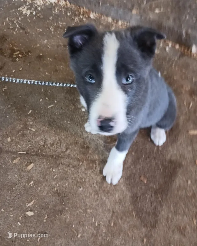 Ace – Border Collie puppy for sale in Prairie du Chien, WI