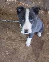 Ace, a male Border Collie for sale in Prairie du Chien, WI – Photo 2 of 10
