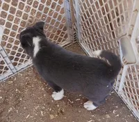 Ace, a male Border Collie for sale in Prairie du Chien, WI – Photo 7 of 10