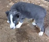 Ace, a male Border Collie for sale in Prairie du Chien, WI – Photo 1 of 10