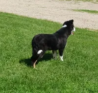 Jake, a male Border Collie for sale in Prairie du Chien, WI – 3 of 7
