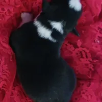 Lucy, a female Border Collie for sale in Prairie du Chien, WI – Photo 4 of 6