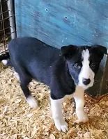 Lucy, a female Border Collie for sale in Prairie du Chien, WI – 2 of 7