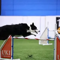 Lucy, a female Border Collie for sale in Prairie du Chien, WI – Photo 6 of 6