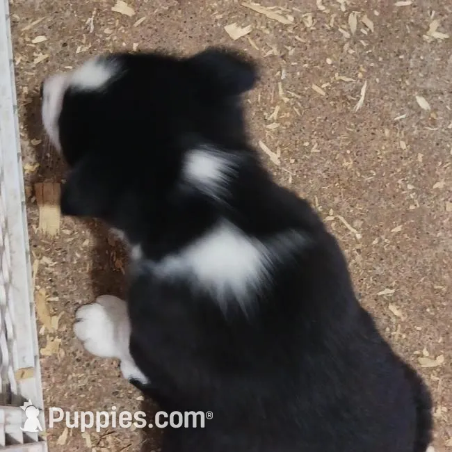 Lucy, a female Border Collie for sale in Prairie du Chien, WI – Photo 2 of 6