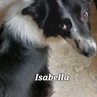 Lucy, a female Border Collie for sale in Prairie du Chien, WI – Photo 5 of 6