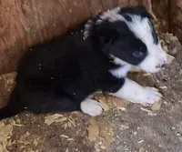 Flash, a male Border Collie for sale in Prairie Du Chien, WI – 2 of 3