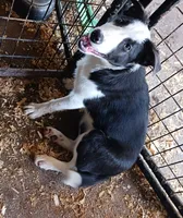 Abby, a female Border Collie for sale in Prairie du Chien, WI – 4 of 8