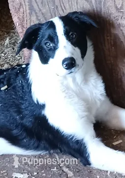 Izy – Border Collie puppy for sale in Prairie du Chien, WI