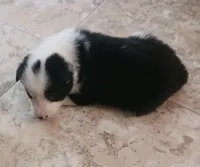 Mitzie, a female Border Collie for sale in Prairie du Chien, WI – 1 of 3