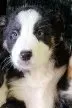 Jake, a male Border Collie for sale in Prairie du Chien, WI – 4 of 5