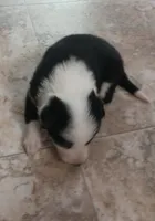 Angel, a female Border Collie for sale in Prairie du Chien, WI – 4 of 4