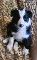 Jewels, a female Border Collie for sale in Prairie du Chien, WI – Photo 1 of 2
