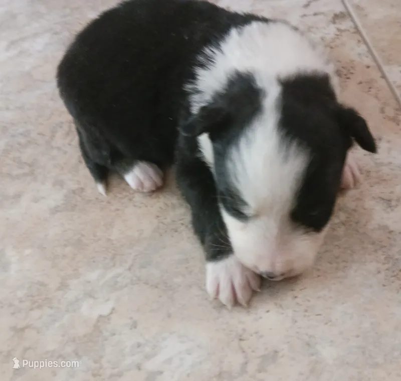 Fly – Border Collie puppy for sale in Prairie du Chien, WI