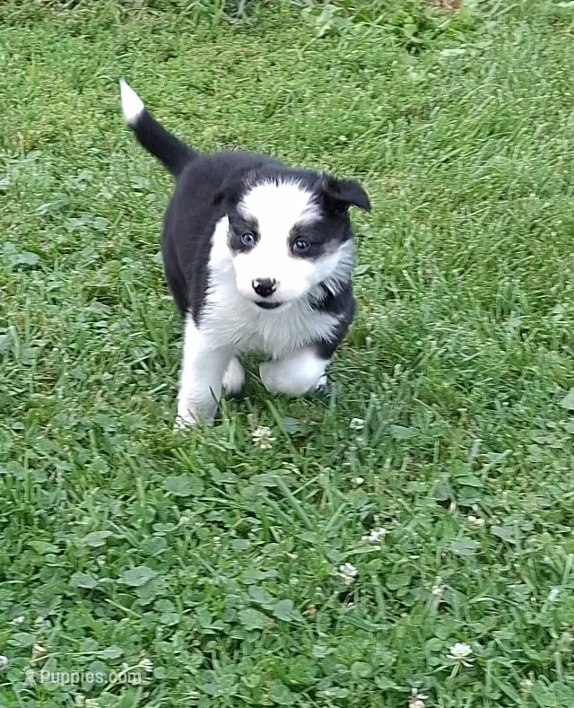 Luna – Border Collie puppy for sale in Prairie Du Chien, WI