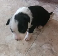 Fly, a male Border Collie for sale in Prairie du Chien, WI – 2 of 3