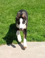 Jake, a male Border Collie for sale in Prairie du Chien, WI – 4 of 7