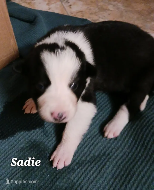 Sadie
