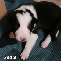 Sadie, a female Border Collie for sale in Prairie du Chien, WI – Photo 4 of 5