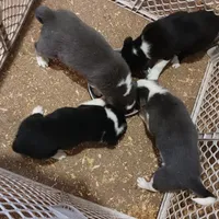 Sadie, a female Border Collie for sale in Prairie du Chien, WI – Photo 3 of 5