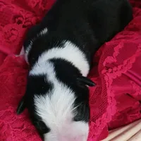 Sadie, a female Border Collie for sale in Prairie du Chien, WI – Photo 5 of 5