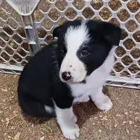 Sadie, a female Border Collie for sale in Prairie du Chien, WI – Photo 2 of 5